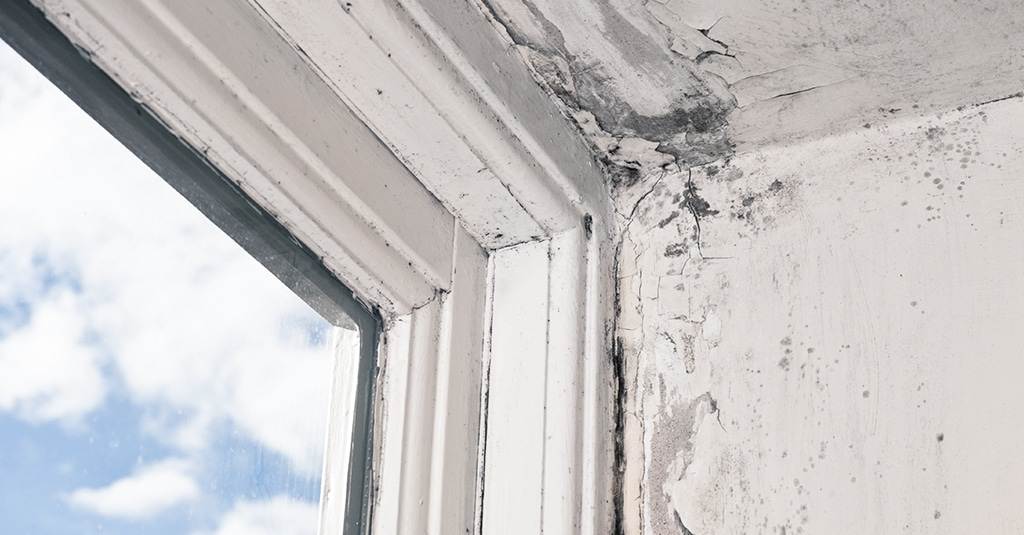 Repairing A Rotted Window Sill? What You Need To Know About Rot